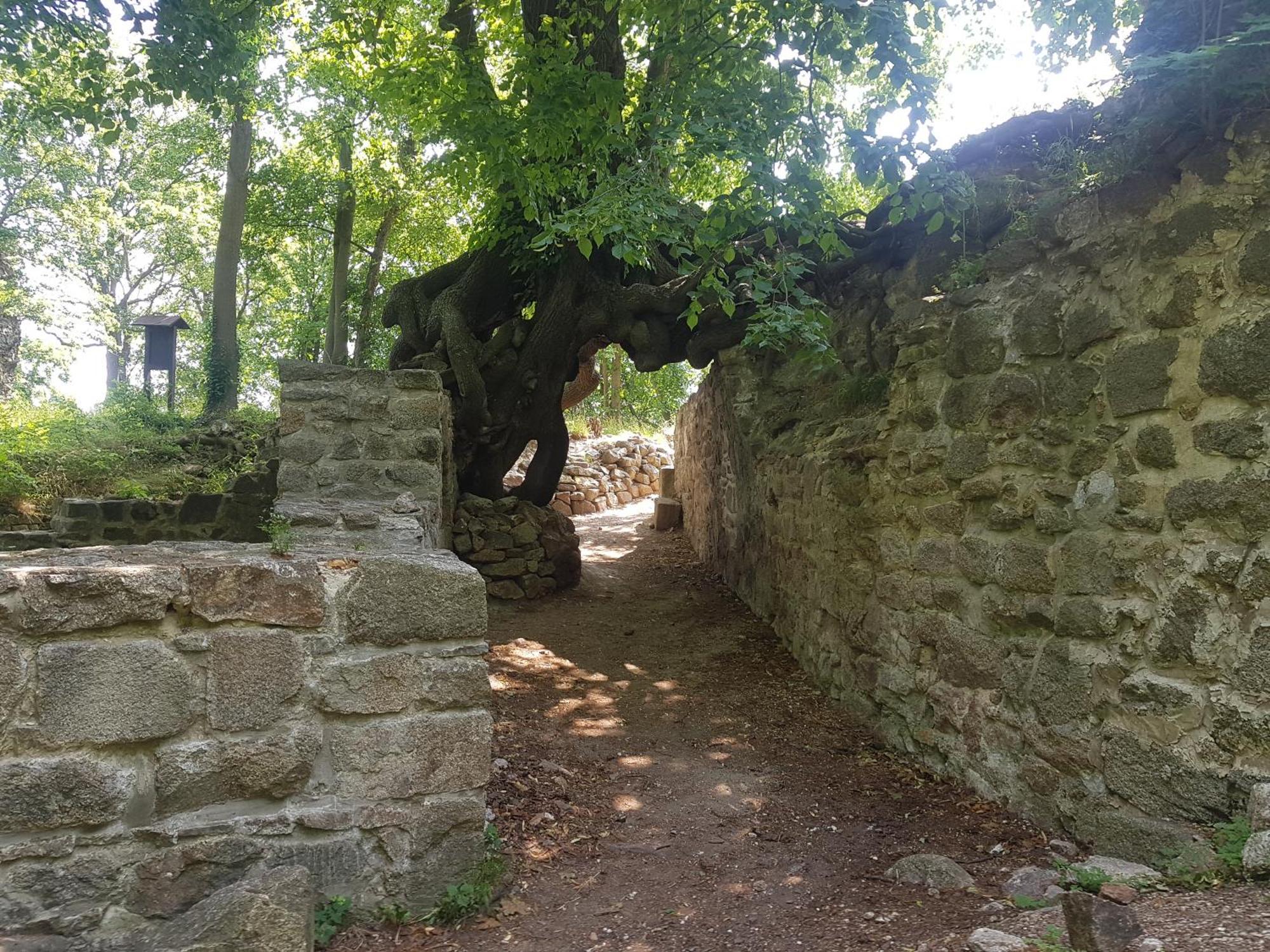 Ferienhaus Renate 7 Thale Εξωτερικό φωτογραφία